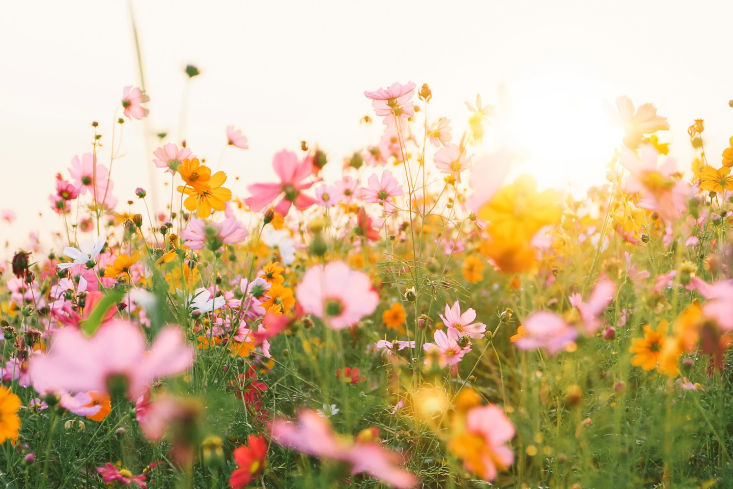 a field of flowers