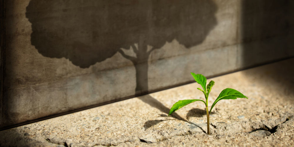 Stock image of a small plan tgrowing with the shadow of a large tree behind it.